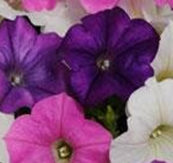 петуния ампельная гибридная Petunia  х  hibrida